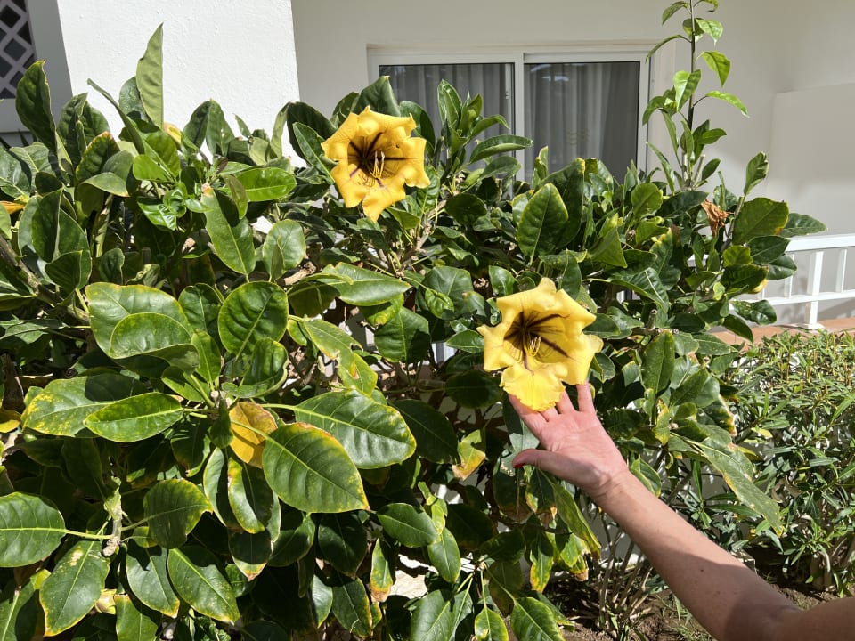 Sonstiges Hotel Riu Gran Canaria