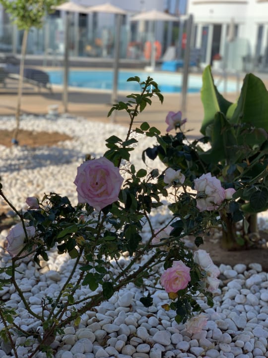 Gartenanlage Hotel Islas Paraiso