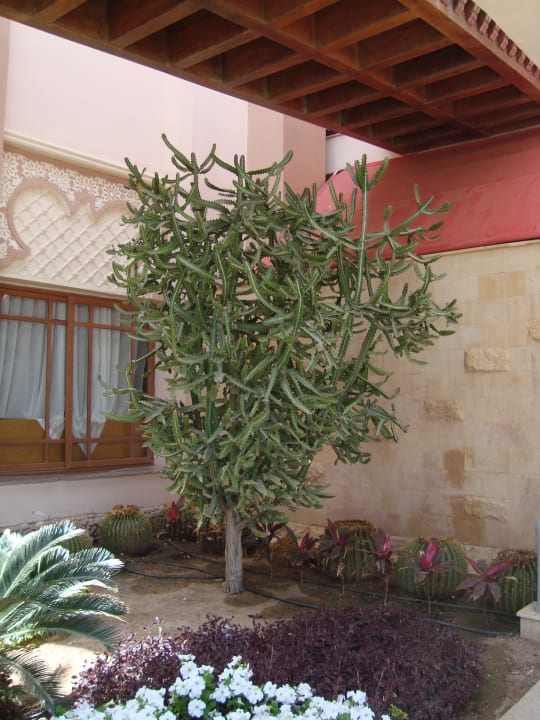 Sonstiges Beach Albatros Resort