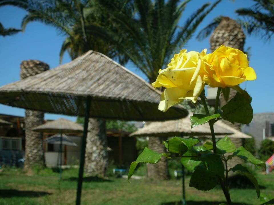 Liegewiese neben Pool Marilena Hotel