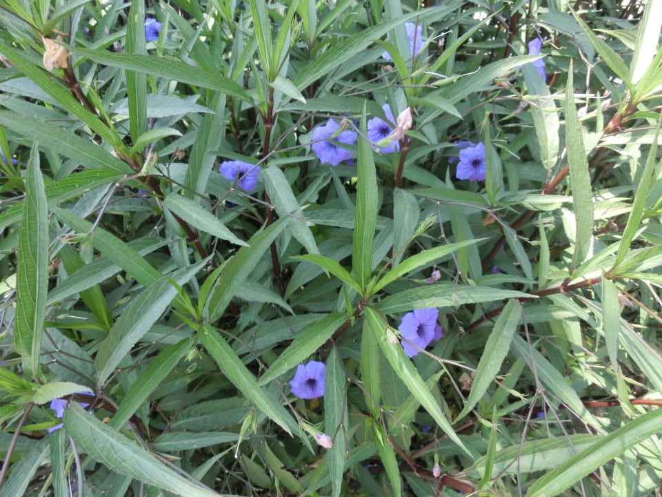 Garten Bella Resort & Spa