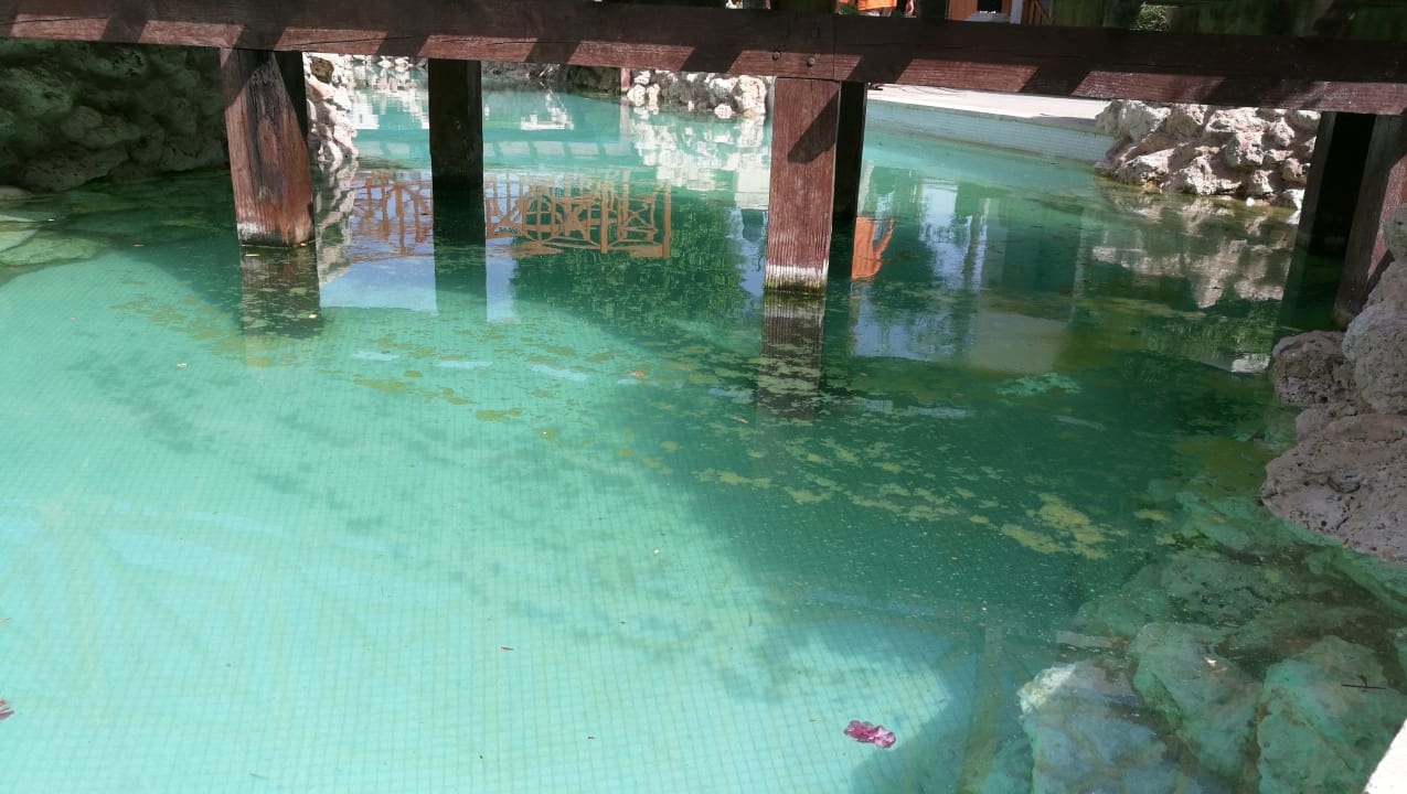 Pool Ghazala Gardens