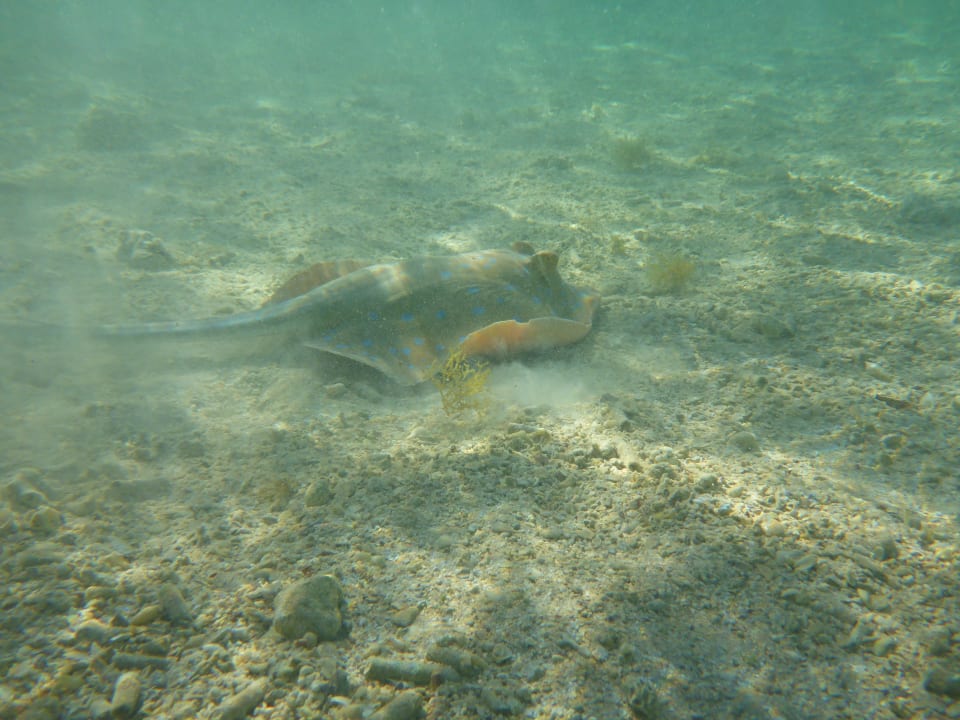 Strand Makadi Spa - Adults only