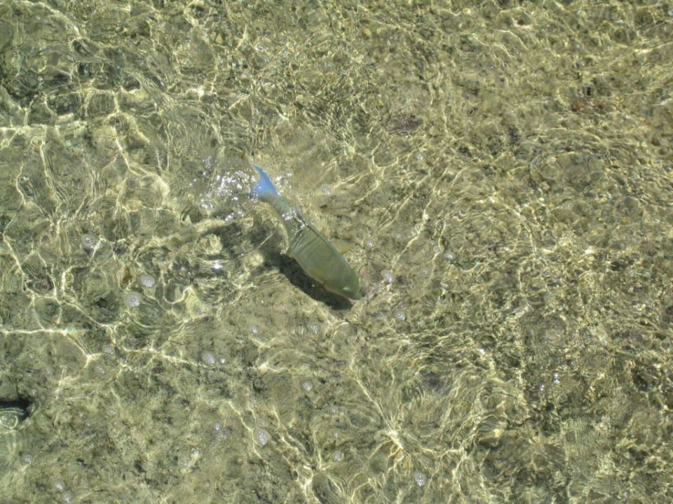 Fisch auf dem Riffdach Sentido Akassia Beach