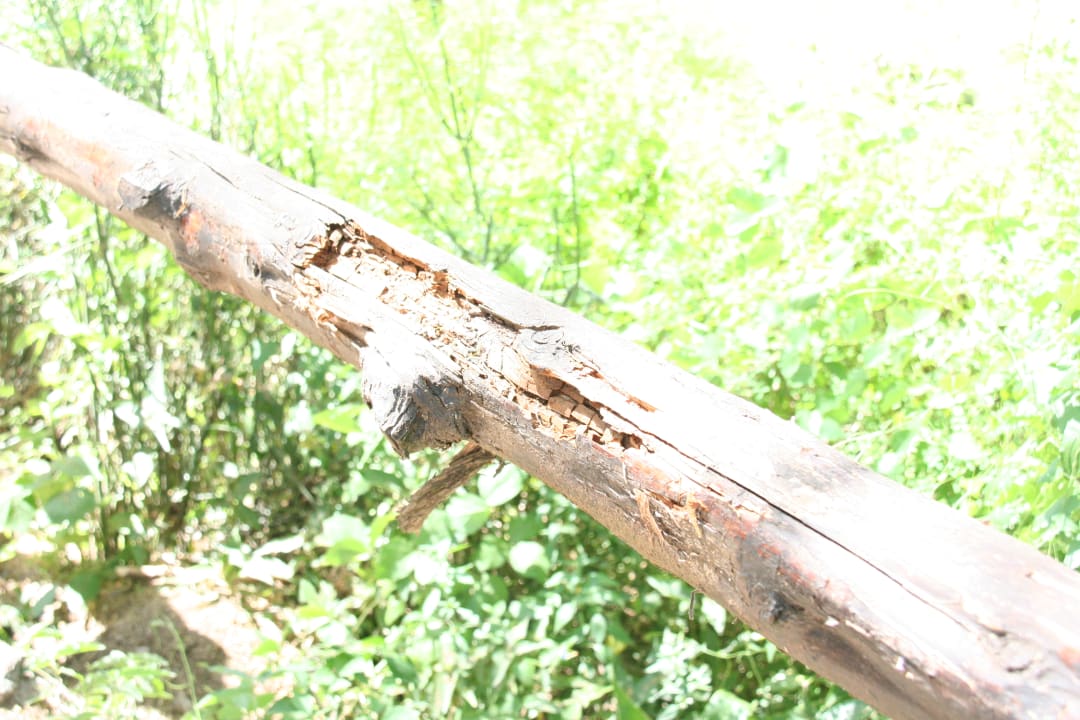 Gartenanlage Aruba-Mara Camp