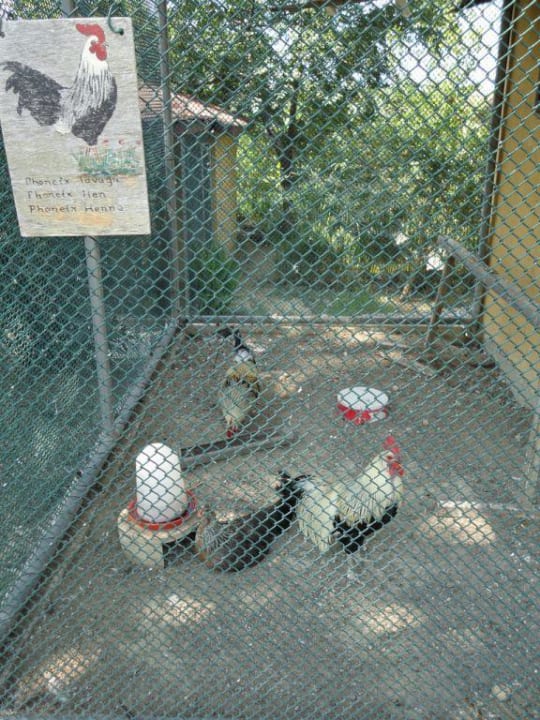 Ptaki w mini zoo Alba Resort Hotel