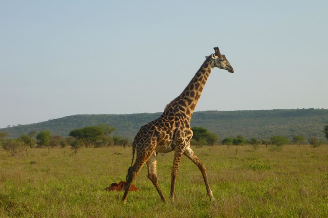 Giraffen gab es auch reichlich Salt Lick Safari Lodge