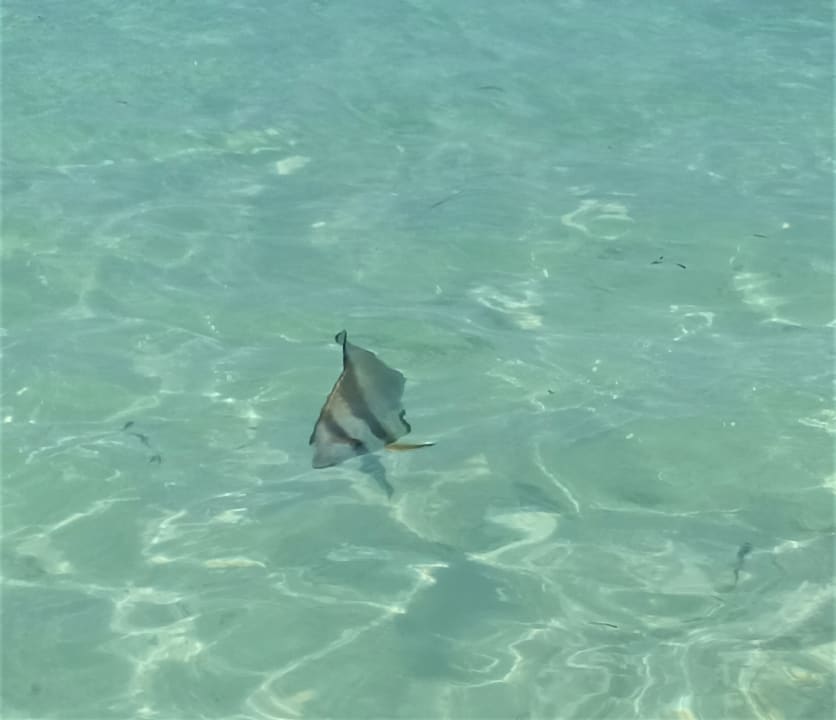 Strand Hotel Chateau St. Cloud