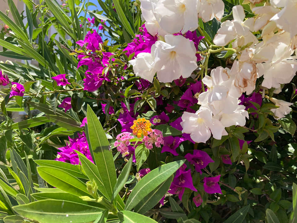 Gartenanlage Hotel El Borj