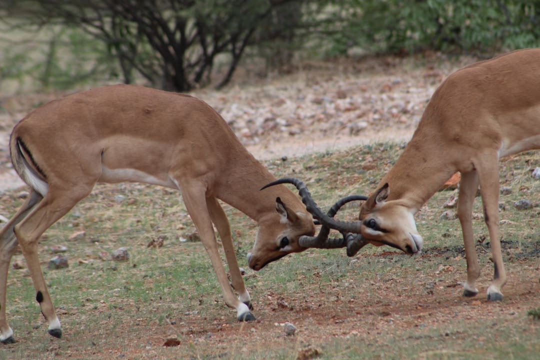 Sport & Freizeit Ongava Tented Camp