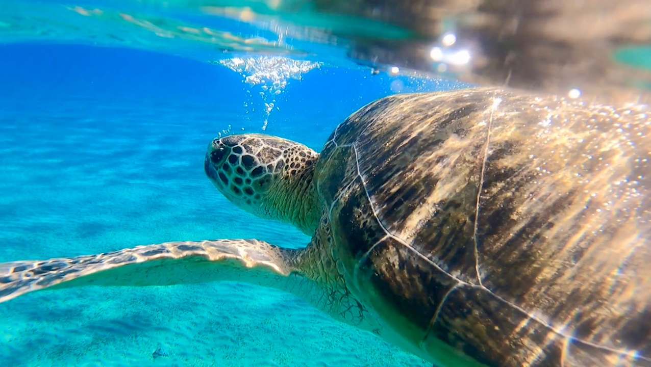 Strand Sentido Reef Oasis Suakin