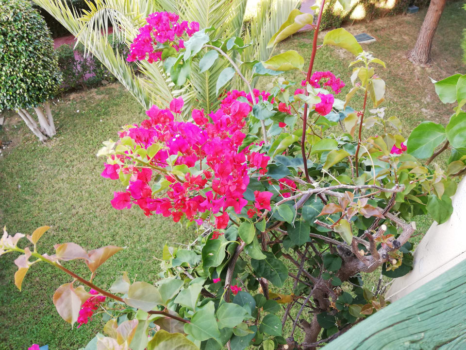 Ausblick Oz Hotels Incekum Beach