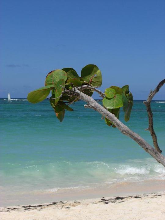 Ein karibischer Traum Hotel Grand Palladium Palace Resort, Spa & Casino