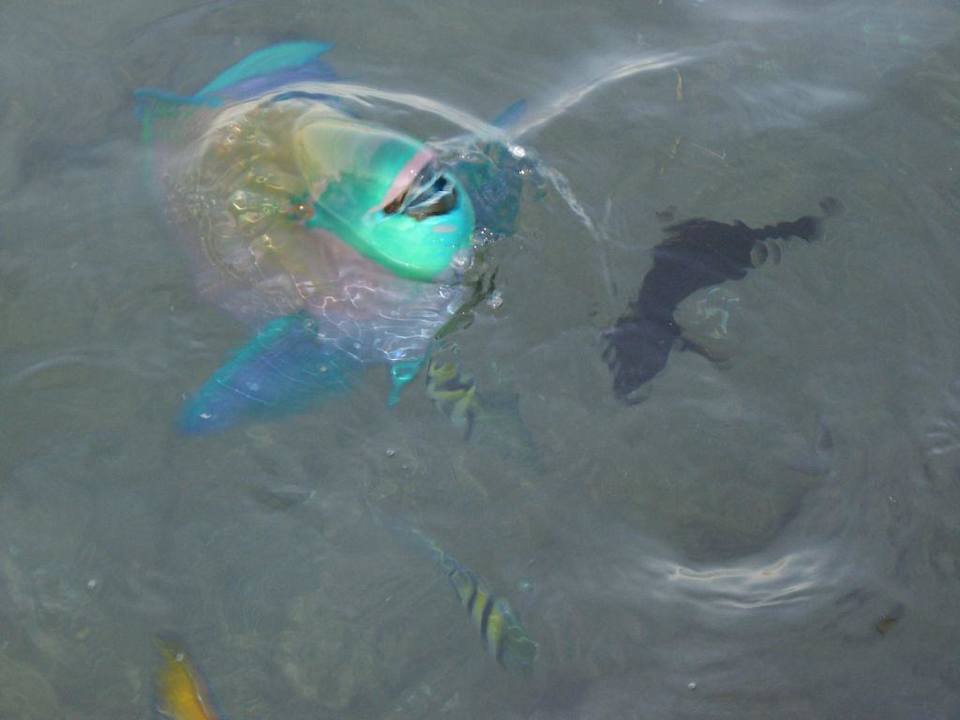 Papageienfisch Ghazala Gardens