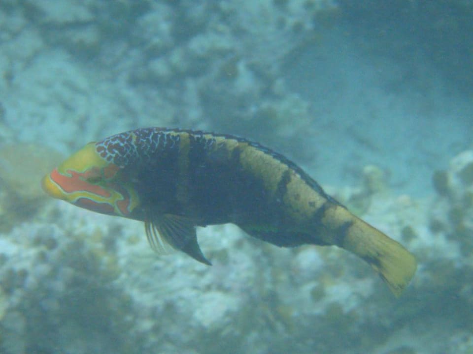 Fisch Vilamendhoo Island Resort & Spa