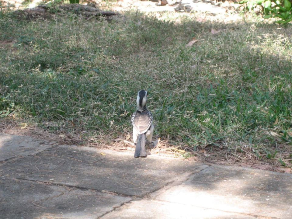 Hornbill von hinten Hotel Senegambia Beach