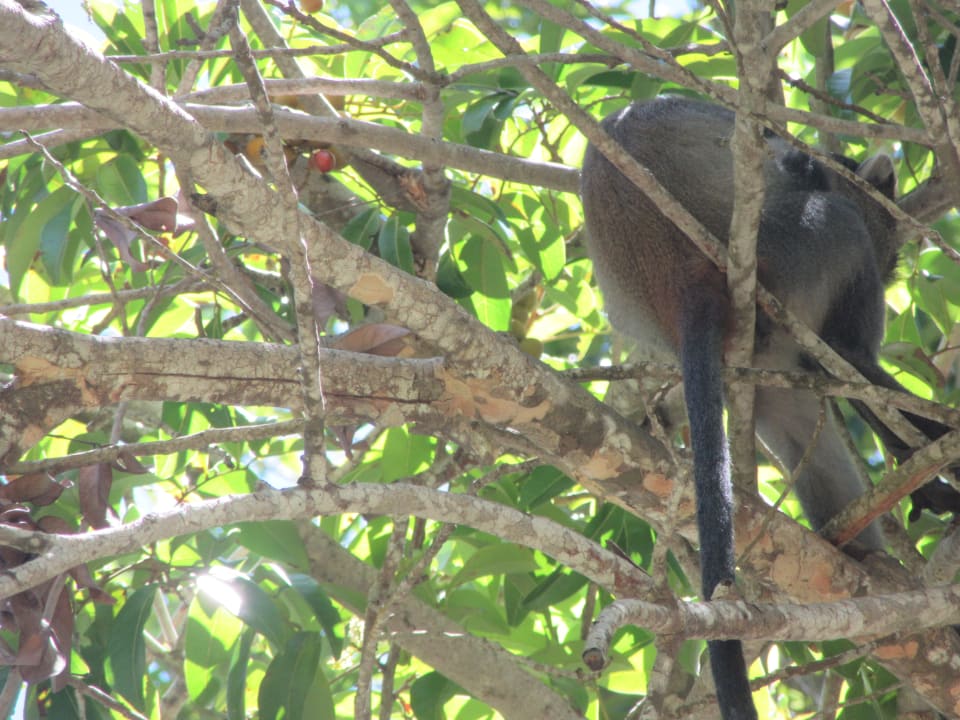 Gartenanlage Baobab Beach Resort & Spa