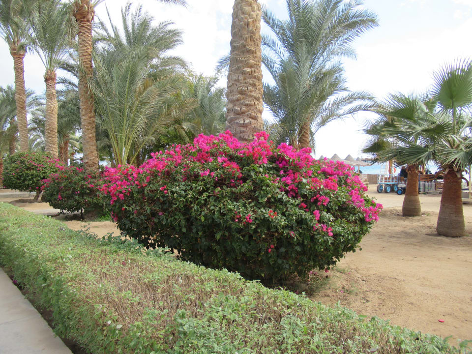 Gartenanlage Brayka Bay Resort