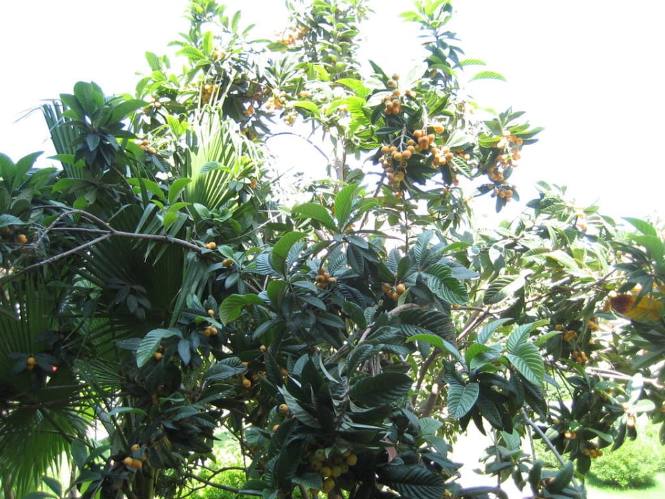 Gartenanlage Megasaray Club Belek