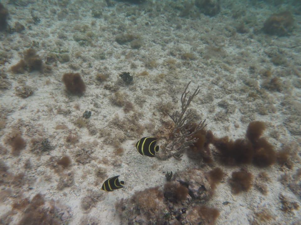 Sport & Freizeit Akumal Bay Beach & Wellness Resort