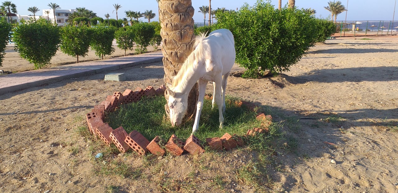 Strand Bliss Nada Beach Resort