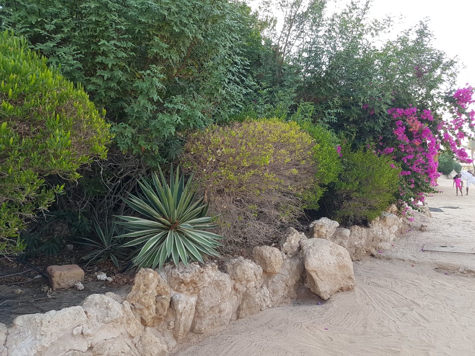 Gartenanlage Pickalbatros Citadel Resort