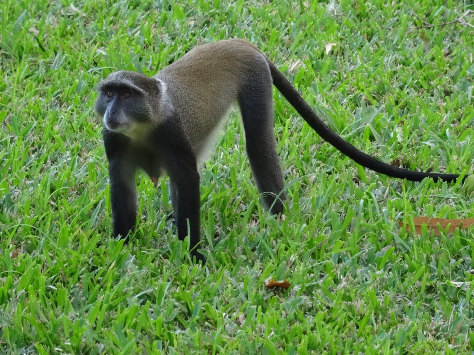 Sonstiges Baobab Beach Resort & Spa