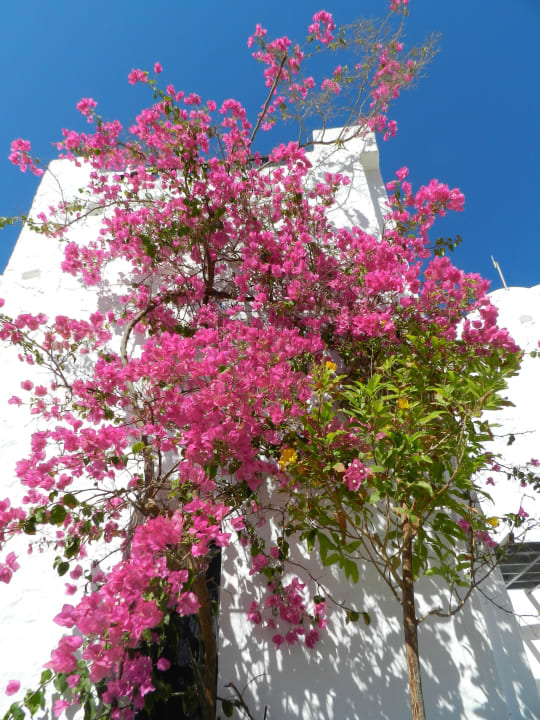 Flowers Arabella Azur Resort