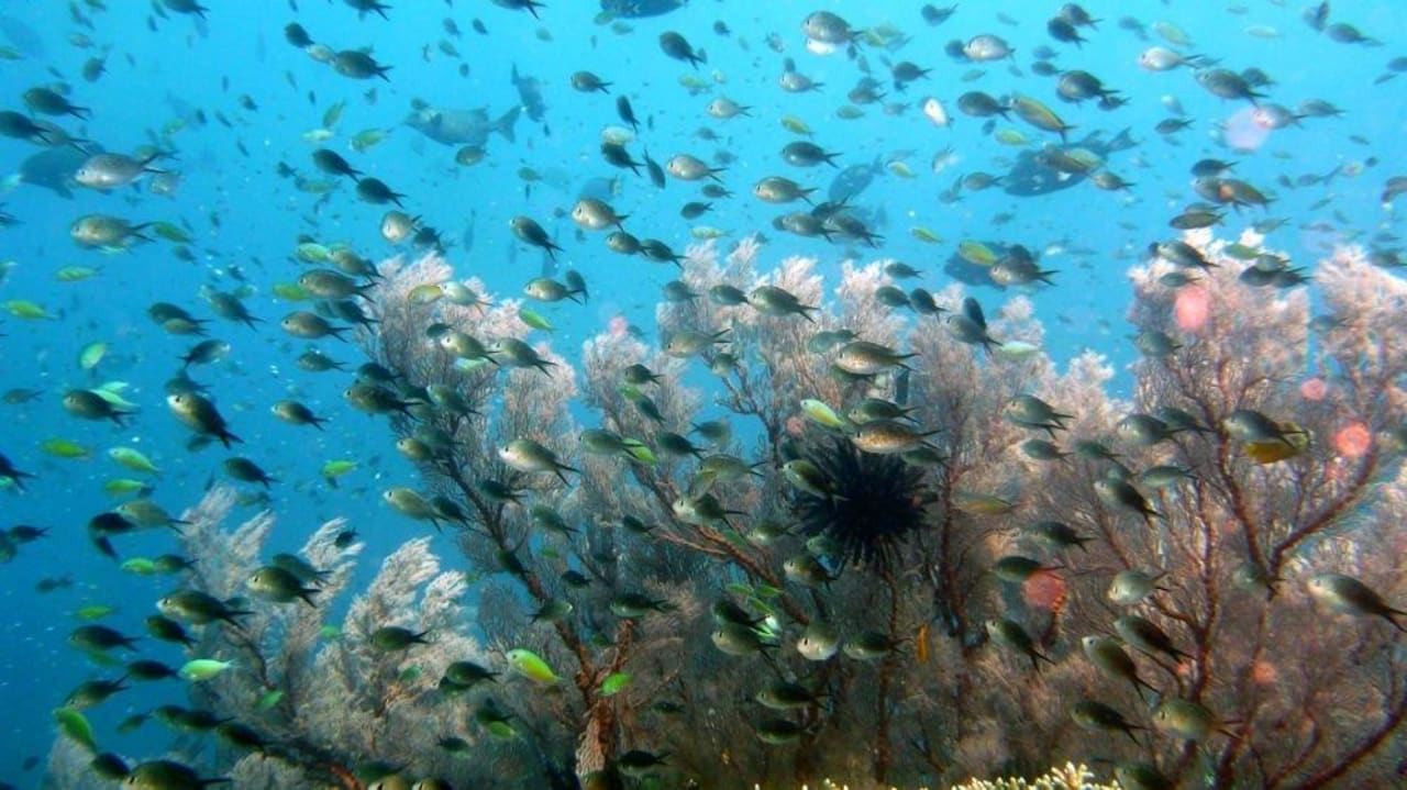 Korallengarten beim Amedcafe Amed Cafe & Hotel Kebun Wayan