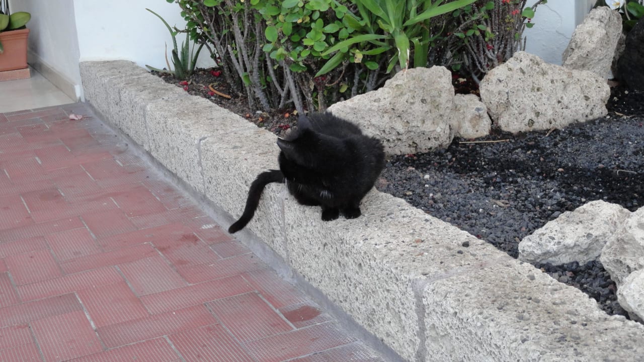 Hôtel H10 Las Palmeras - Chat  H10 Las Palmeras