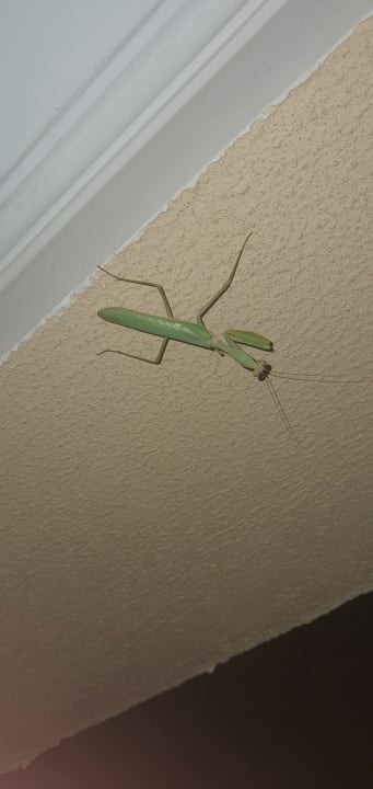 Sonstiges Stella Garden Resort & Spa, Makadi Bay