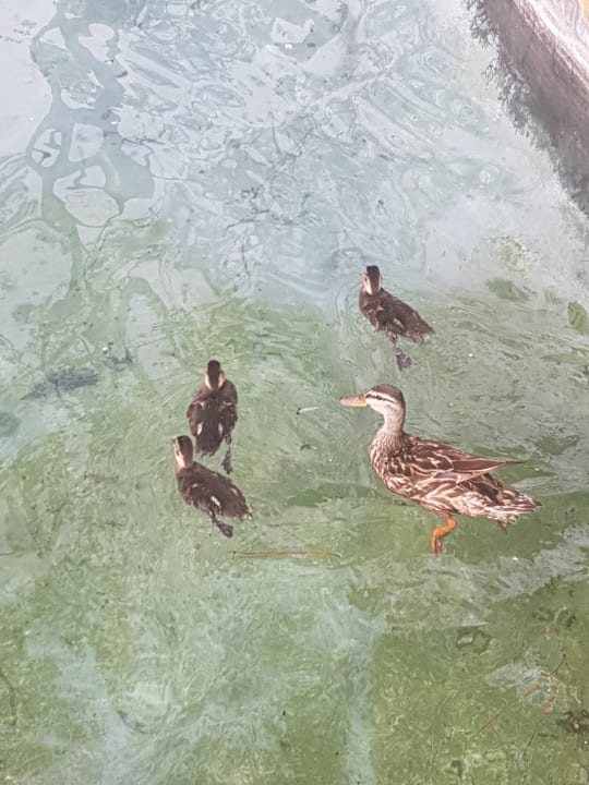 Gartenanlage Wyndham Orlando Resort International Drive