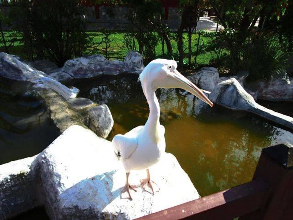 Unser lieber Freund, der Pelikan Alba Resort Hotel