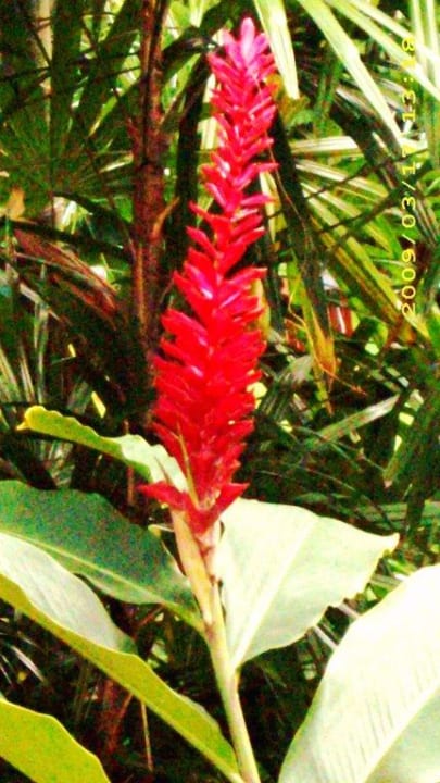 Blumen Hotel Baan Chaweng Beach Resort & Spa