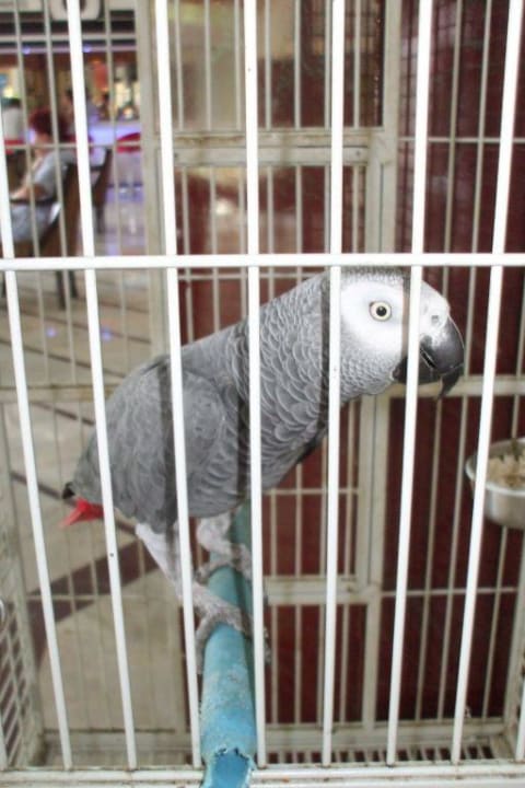 Parrot Hotel Grand Zaman Beach