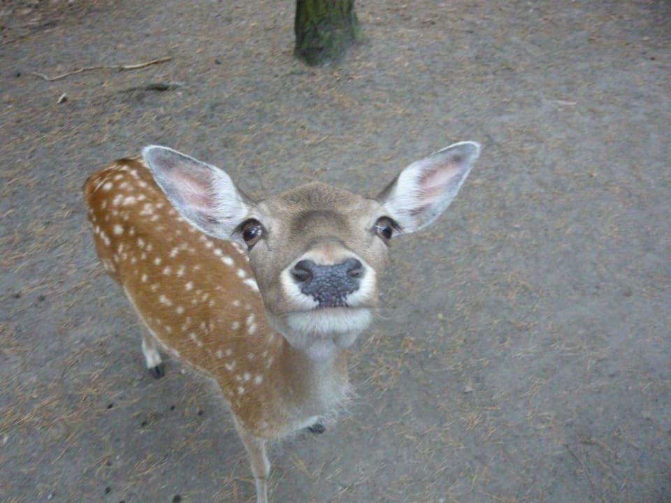 Hotel " Kleine Residenz am Tierpark" Hotel Kleine Residenz am Tierpark