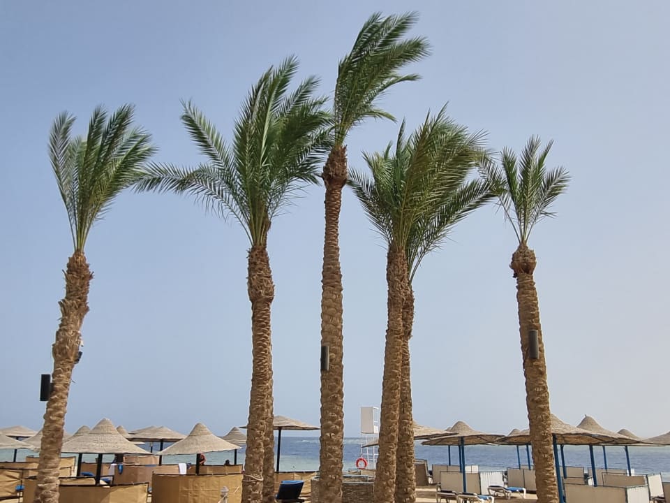 Strand Pickalbatros Palace Hotel-Port Ghalib
