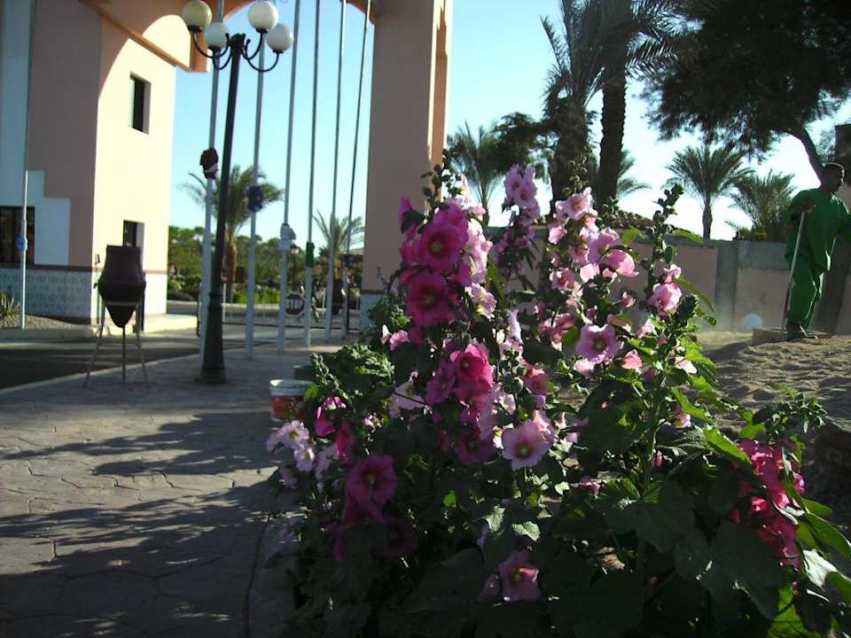 Stockrosen am Albatros Palace Pickalbatros Palace Resort