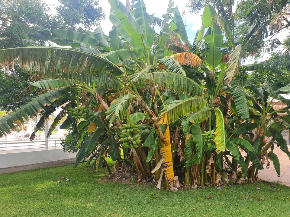 Gartenanlage Bungalows Cordial Sandy Golf