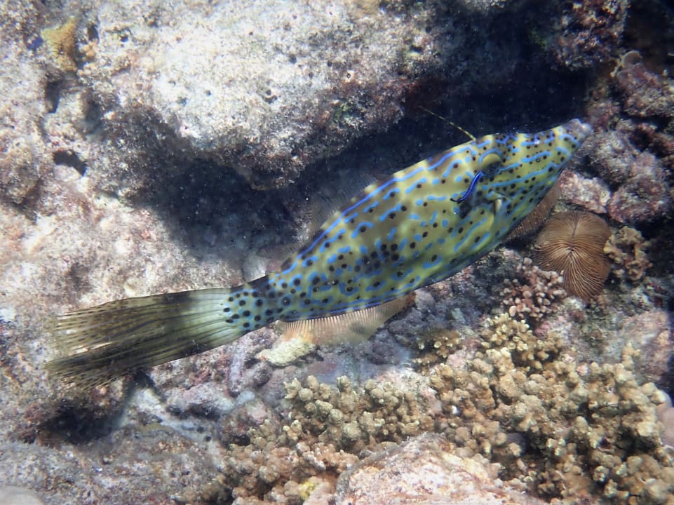 Sport & Freizeit NH Collection Maldives Reethi Resort