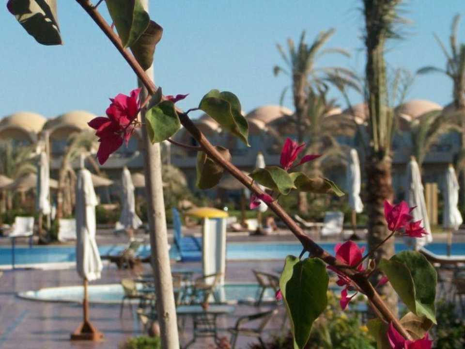 Gartenanlage Three Corners Sea Beach Resort