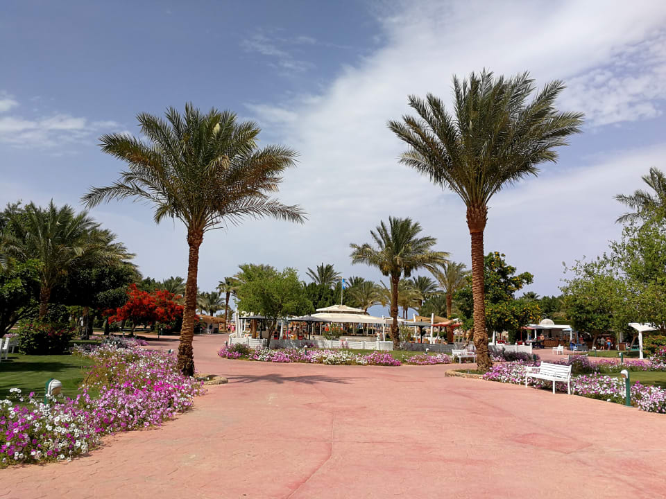 Gartenanlage Desert Rose