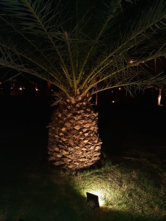 Gartenanlage Fort Arabesque Resort, Spa & Villas