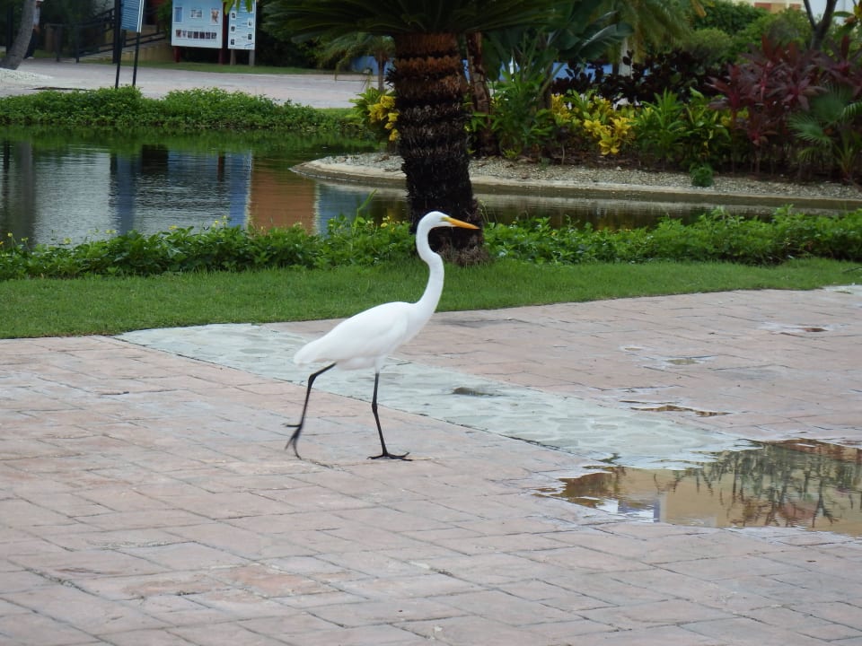 Der lief jeden Tag durchs Hotel Ocean Blue & Sand
