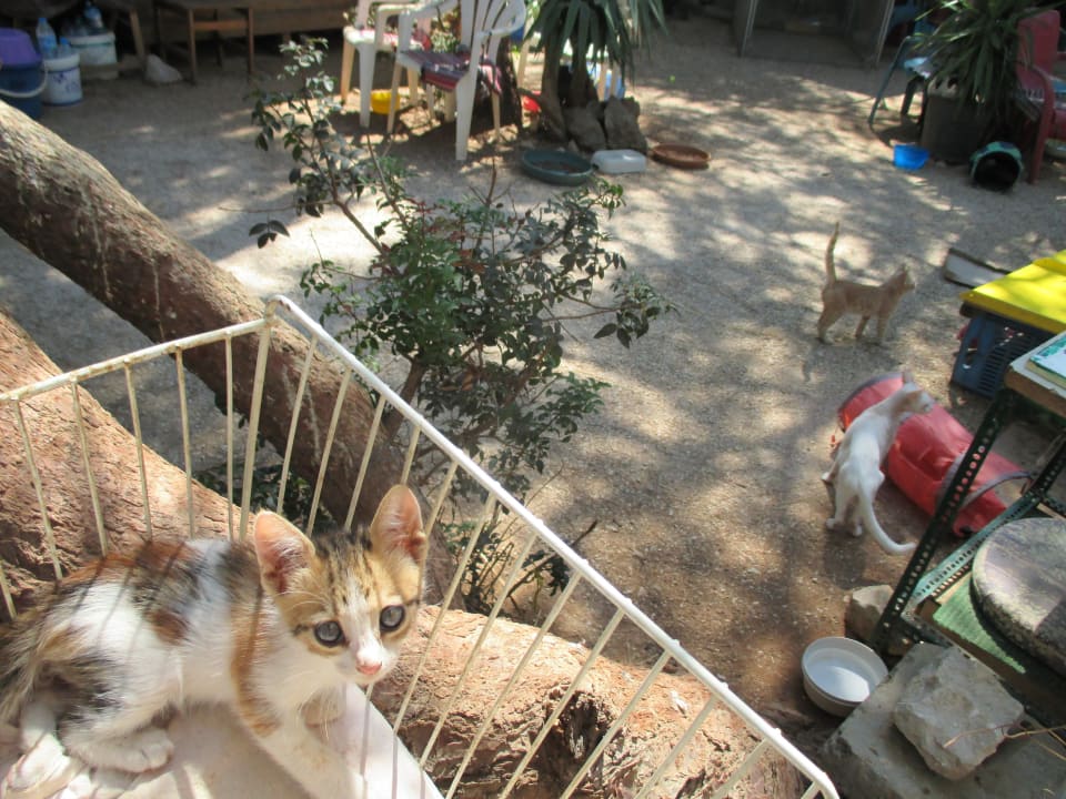 Katzenauffangstation Hotel Kalithea Horizon Royal