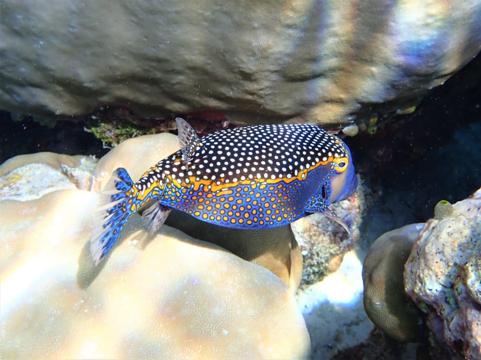 Sport & Freizeit Filitheyo Island Resort