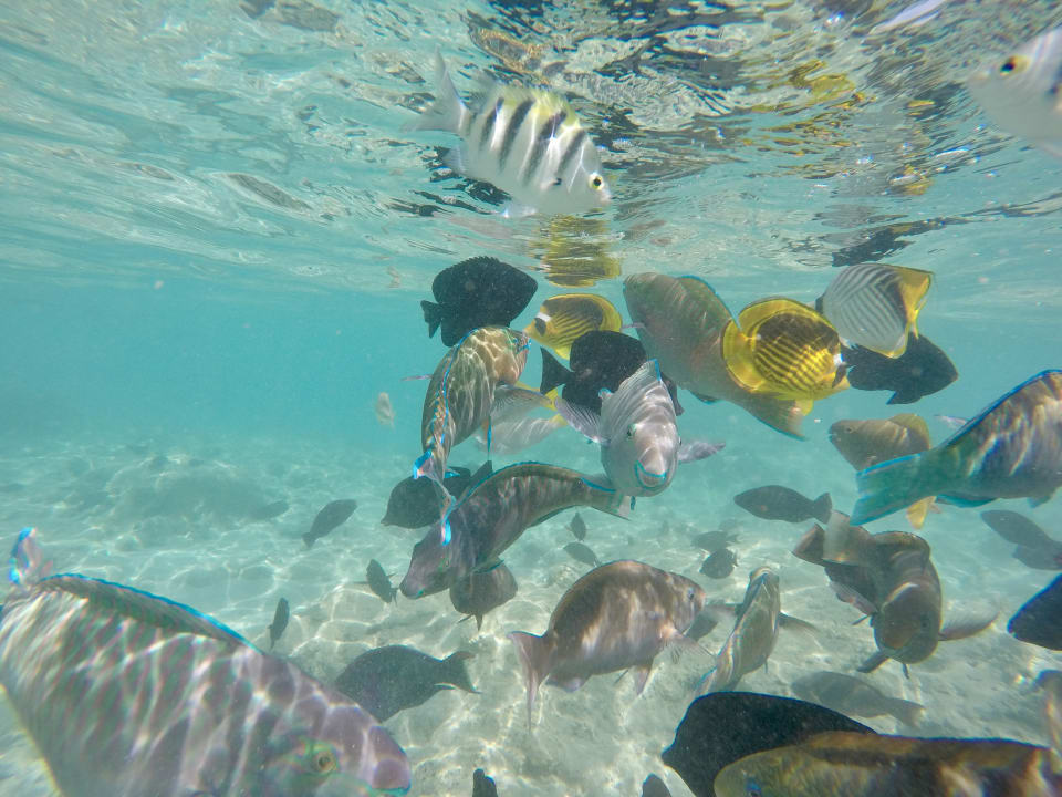 Strand Makadi Spa - Adults only