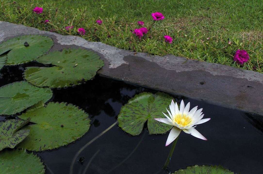 Flowers in hotel Hotel Keraton Jimbaran Resort