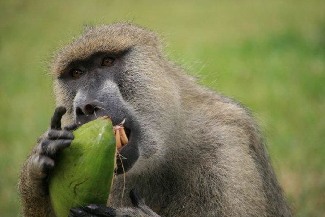 Pavian Hotel Papillon Lagoon Reef