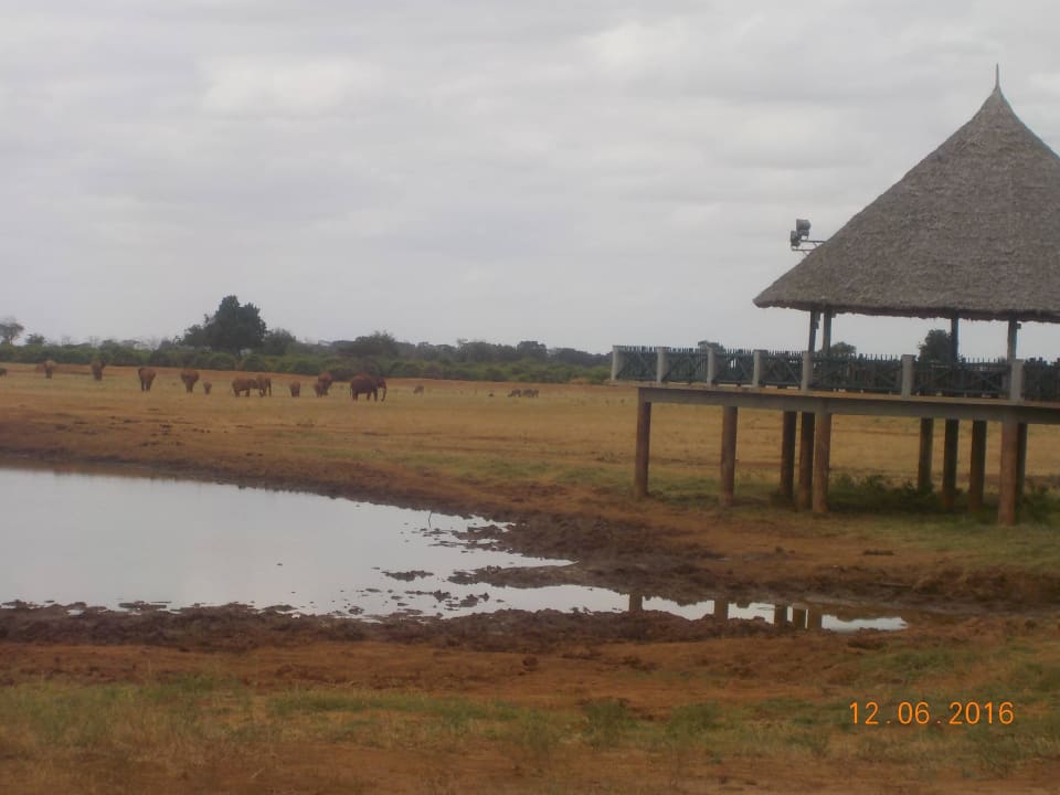 Elefanten am künstlichen Wasserloch Voi Wildlife Lodge